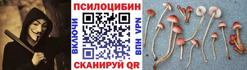 наркотики  Свободный  Псилоцибиновые грибы Psilocybe 